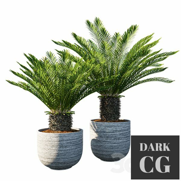 3D Model Cycas revoluta Palm Pot