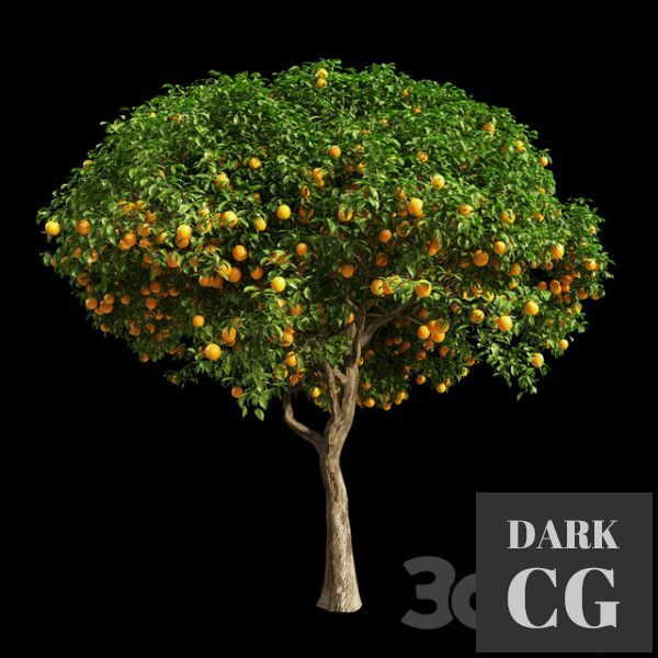 3D Model Orange Tree 12