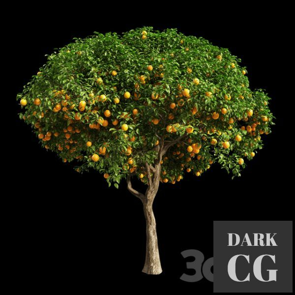 Orange Tree 12