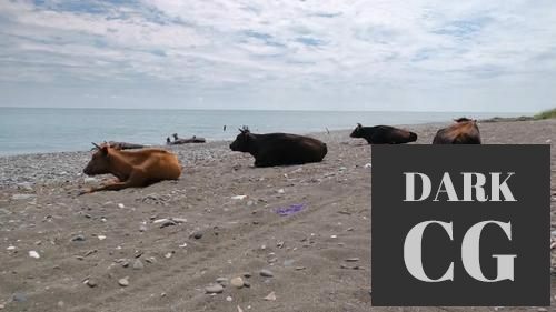 MotionArray Cows Resting On A Beach 1026541