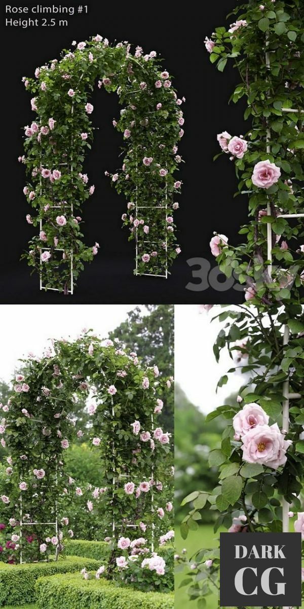 3D Model Climbing Rose 1