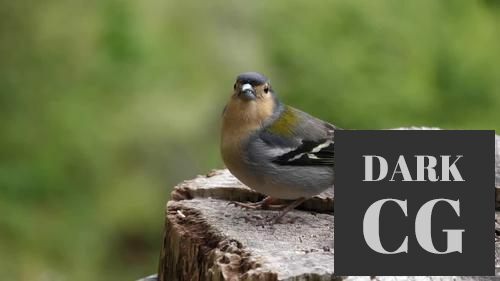 MotionArray Madeiran Chaffinch Bird 1024272