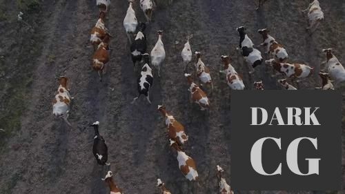 MotionArray Aerial Of Cows 1035804