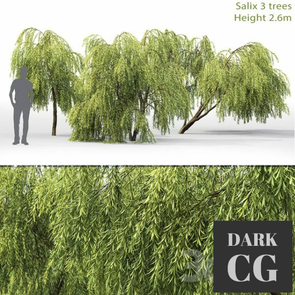 3D Model Willow Tree