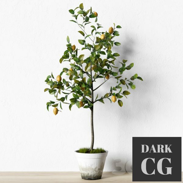 3D Model Plant 003