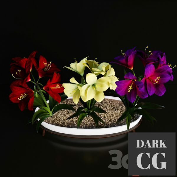 3D Model Hippeastrum