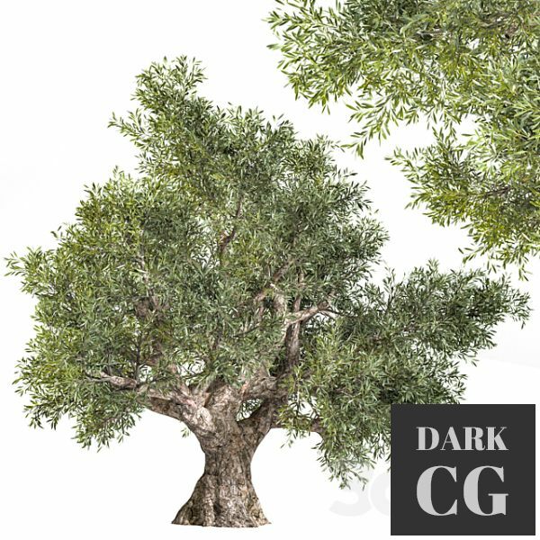 3D Model olive tree 02