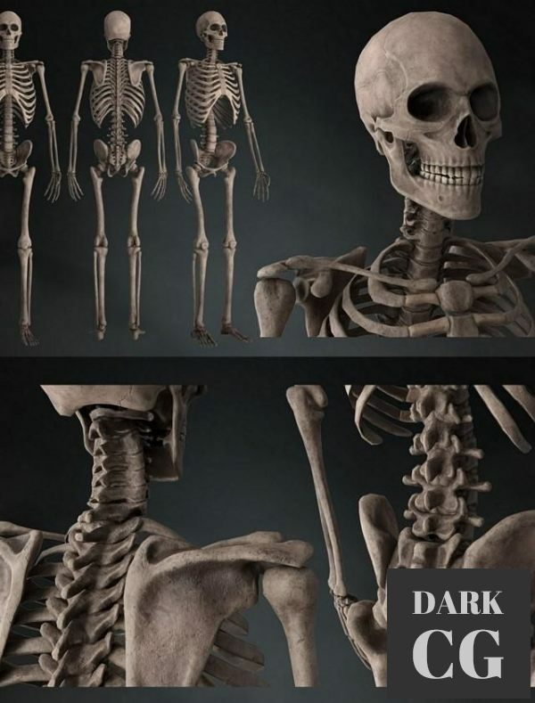 3D Model LP Skeleton PBR