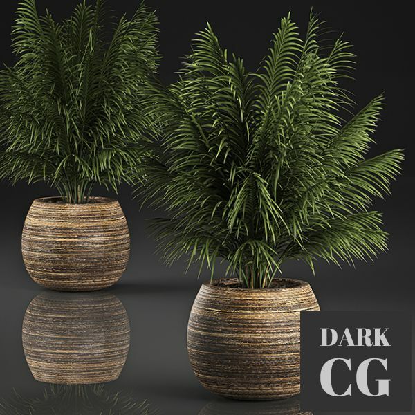 3D Model Decorative Palm In A Basket