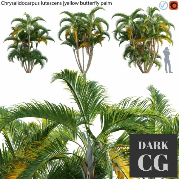 3D Model Chrysalidocarpus lutescens yellow butterfly palm 02