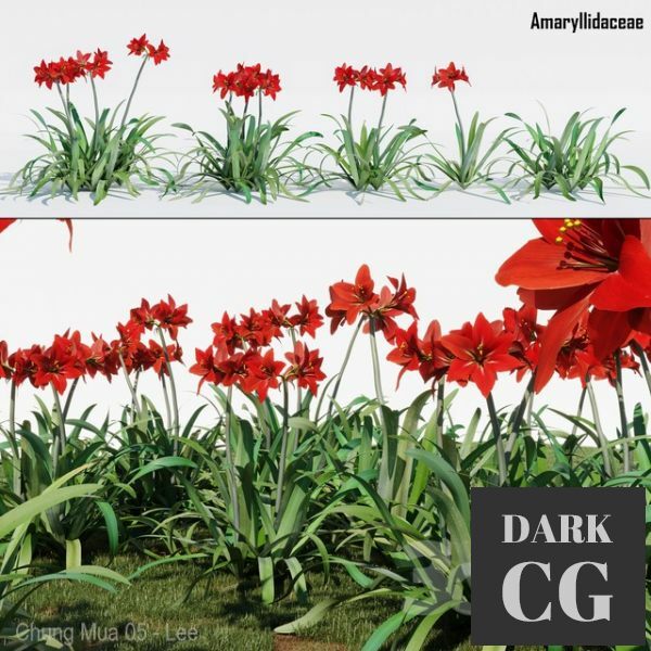 3D Model Amaryllidaceae
