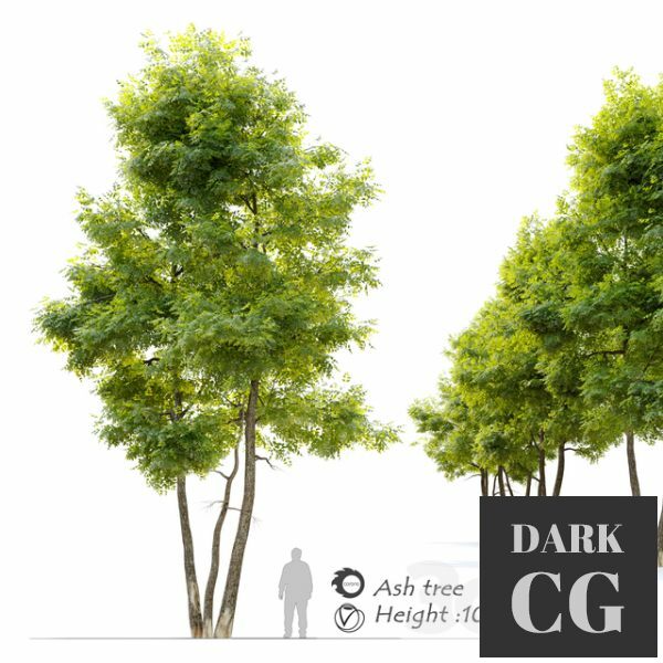 3D Model Ash tree 13