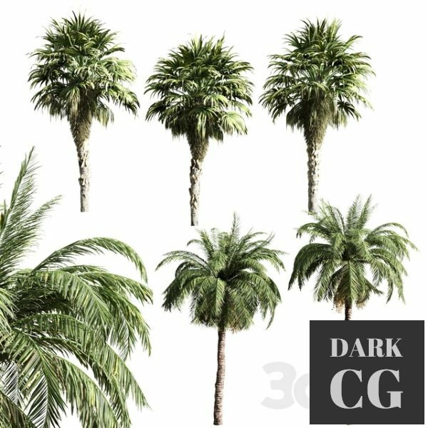 3D Model Set of palms