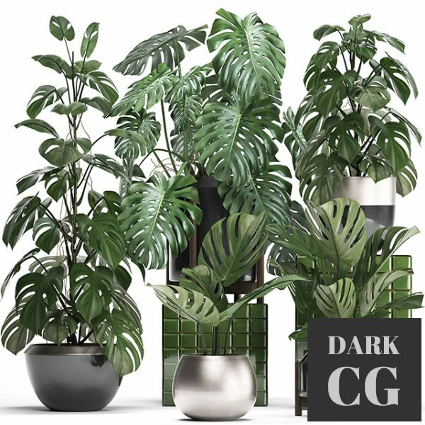3D Model Plant collection 351 Monstera