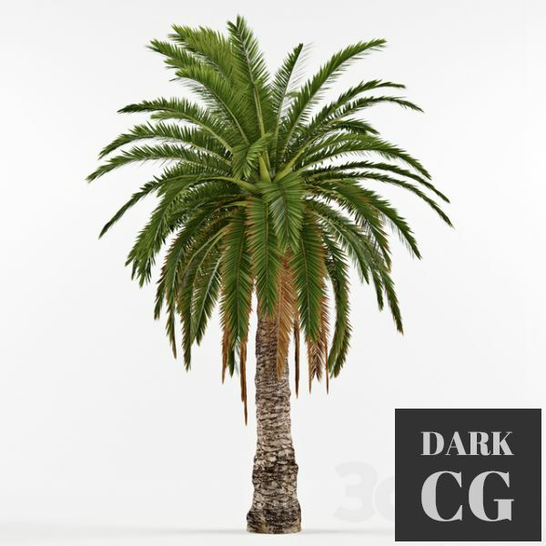 3D Model Phenicus Canary Phoenix Canariensis Palm