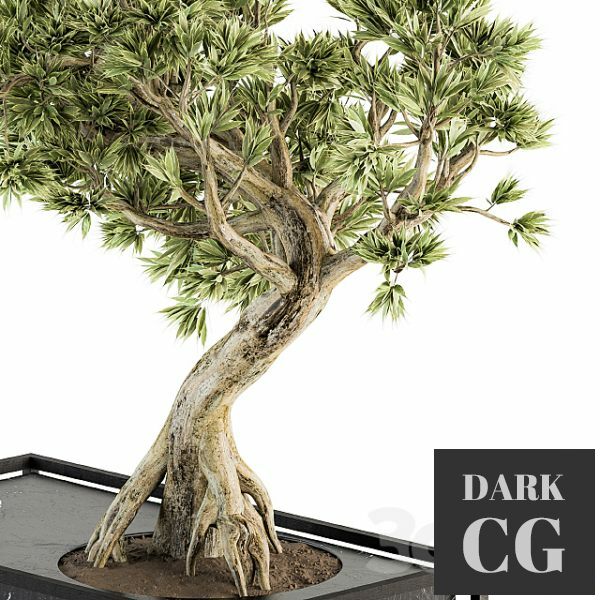 indoor Plant Set 225 - Bonsai Plant