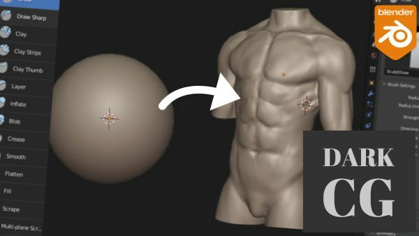 Blender: Sculpt a male torso for beginners