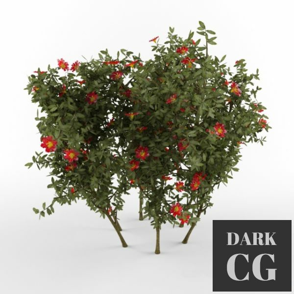 3D Model The bush with flowers