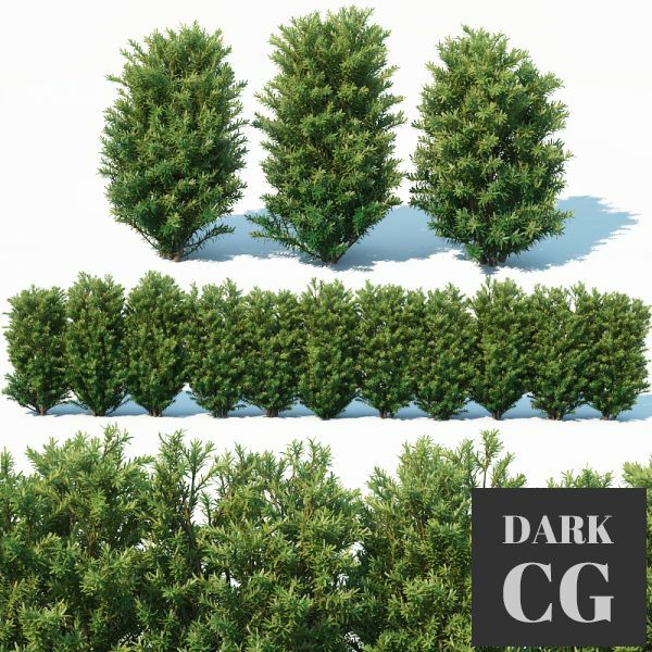 3D Model Taxus Baccata 7 70cm hedge