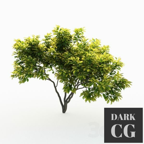 3D Model Magnolia 4m 3 Tree Set
