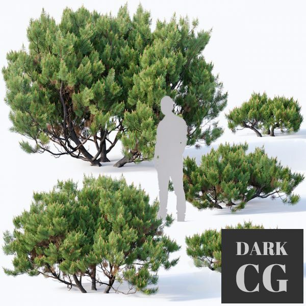 3D Model Pinus mugo 2 H60 260 cm