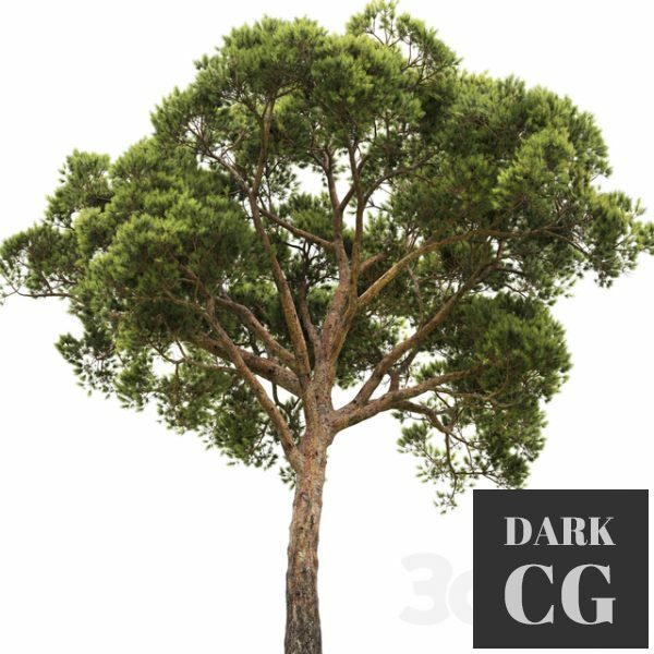 Pine