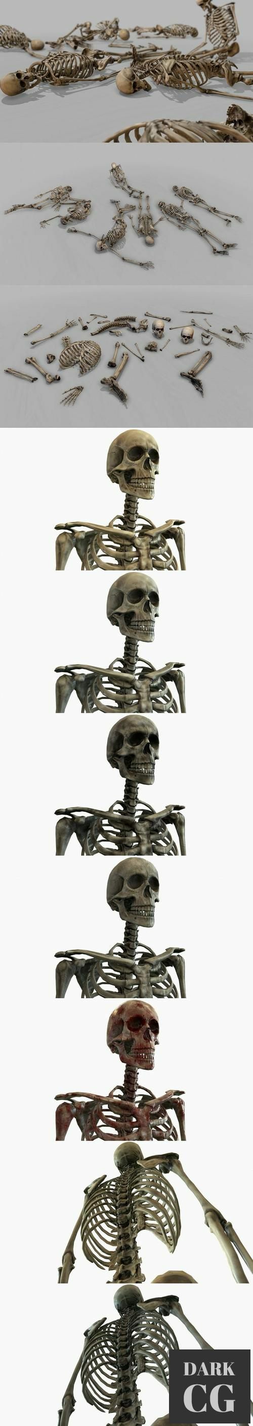 Unreal Engine Modular Human Skeleton
