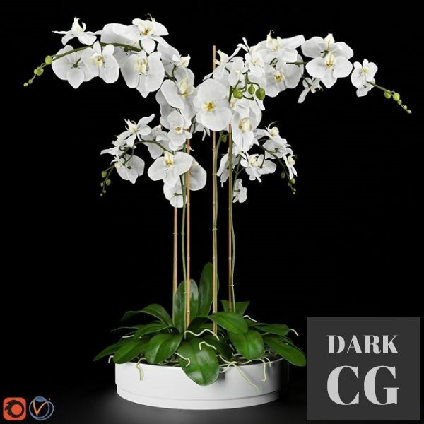 3D Model Orchid 5