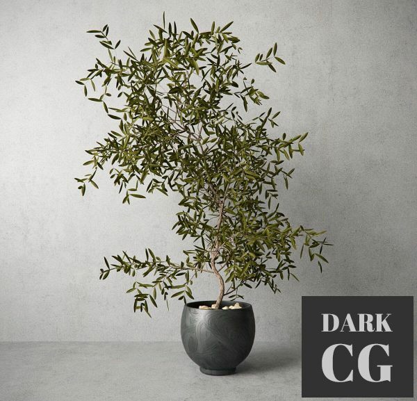 3D Model Houseplant