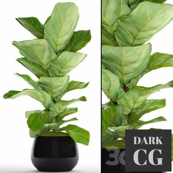 3D Model Ficus 002