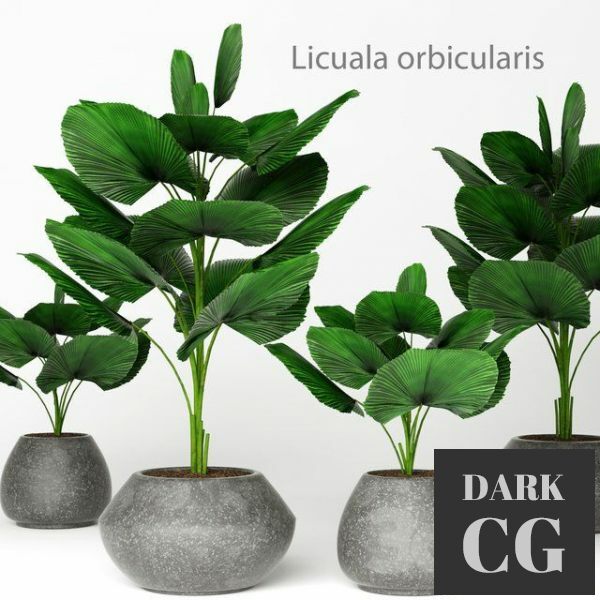 3D Model Licuala orbicularis 2