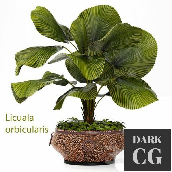 3D Model Licuala plants 09