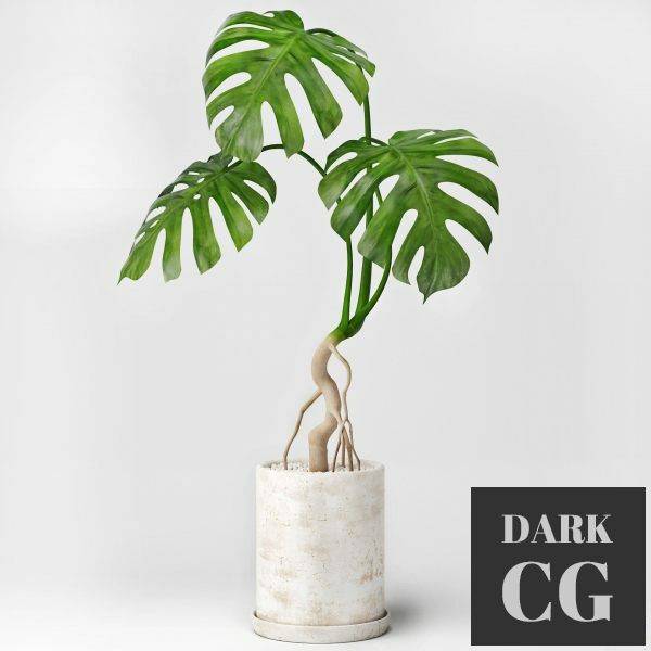 3D Model Monstera 3