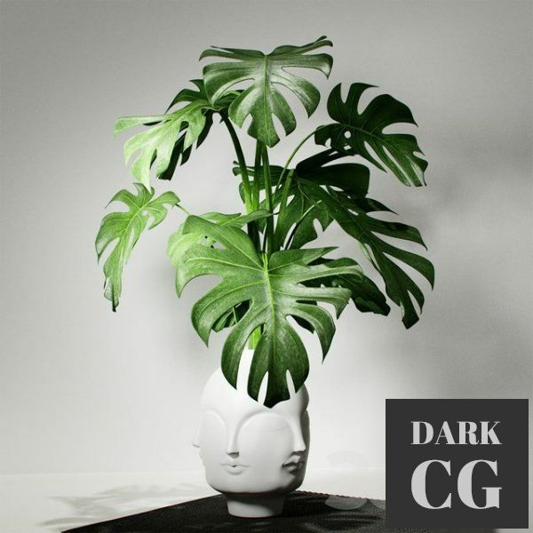 3D Model Monstera vase DORA MAAR by Jonathan Adler