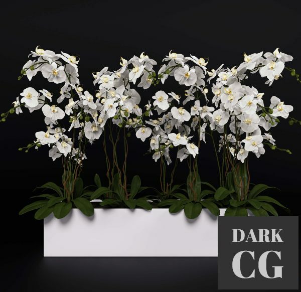 3D Model Orchid 4