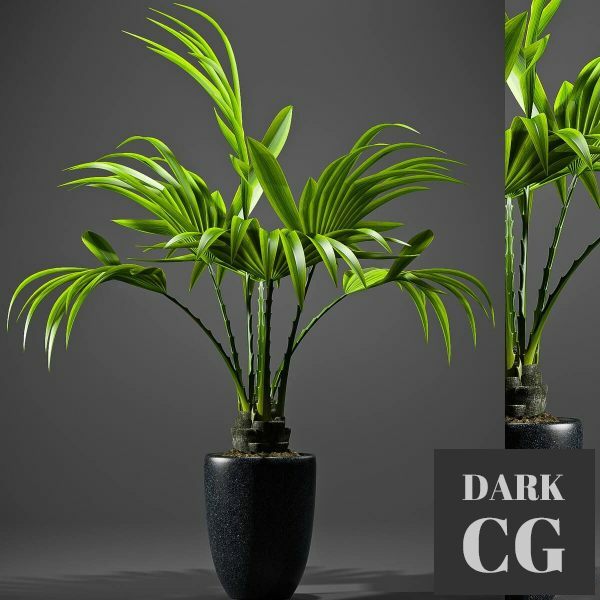 3D Model PALM PLANTS 51