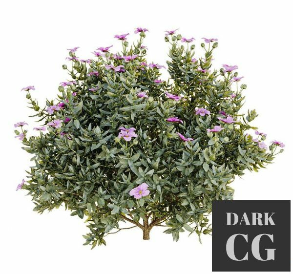 3D Model Cistus albidus