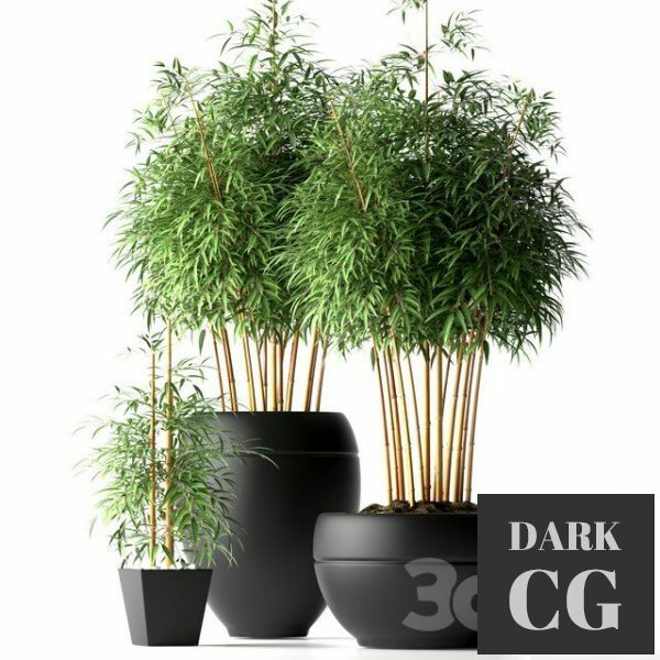 3D Model BAMBOO PLANTS 18