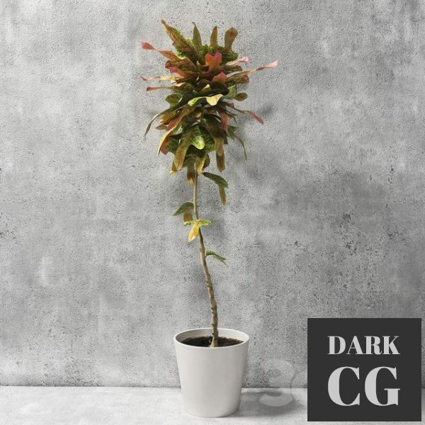 3D Model Croton Plant