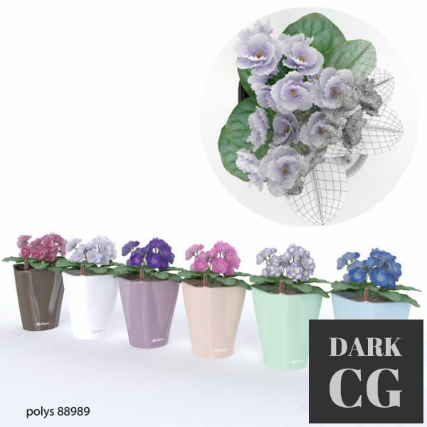 3D Model Colored violets