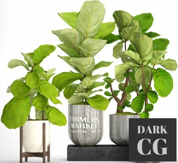 3D Model Plant set big ficus