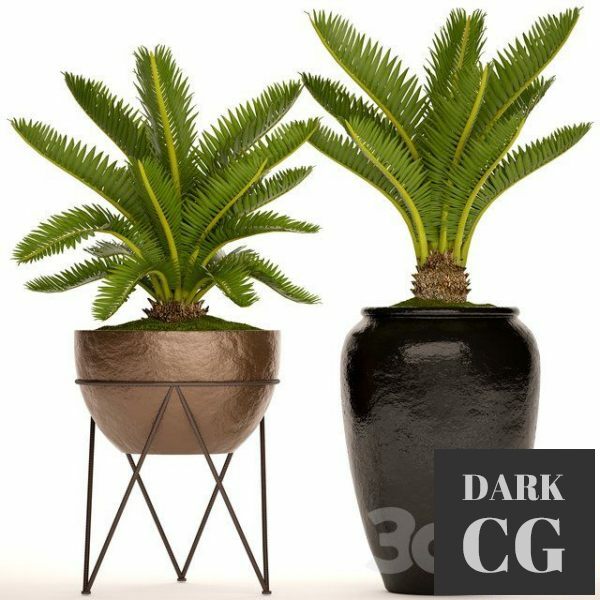 3D Model A collection of plants in pots 54 Cycas