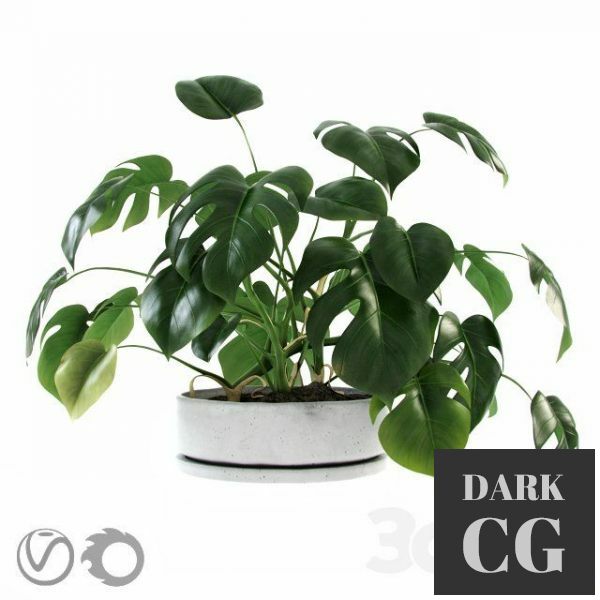 3D Model Liana Monstera