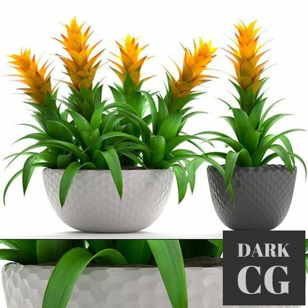 3D Model Plant Lilium