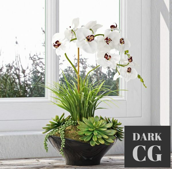 3D Model Orchids 10