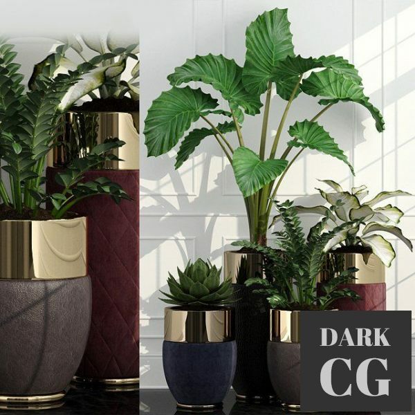 3D Model Plants 47