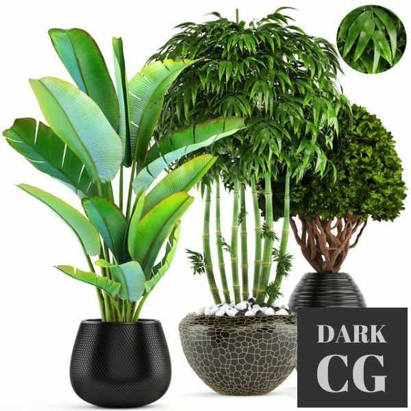 3D Model Collection of plants 137