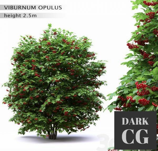 3D Model Red Wild Red Viburnum