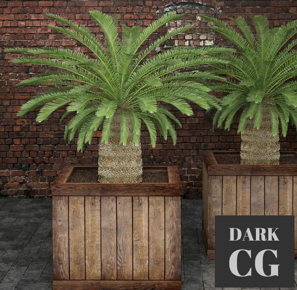 3D Model Cycas plant