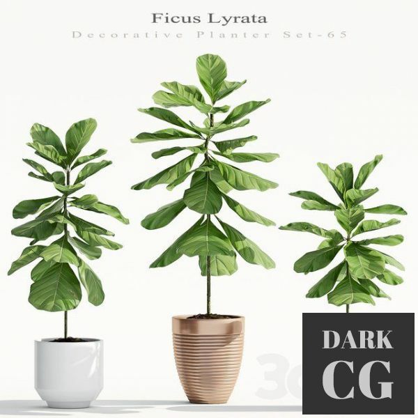 3D Model Ficus Lyrata Plant 65